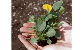 Geriatricarea sabiduría popular Sanitas Residencial