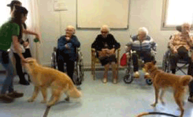 Geriatricarea Amma terapia con animales