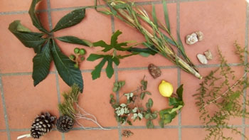 Geriatricarea Reminiscencia Naturaleza BSP Asistencia