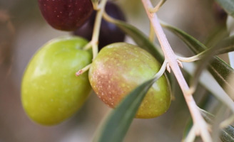 Geriatricarea NUTRACE nutracéuticos aceituna envejecimiento