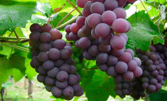 geriatricarea resveratrol alzheimer