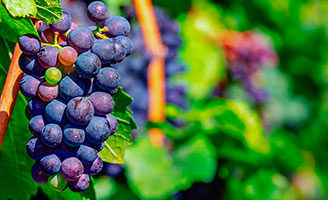 geriatricarea-enfermedades-neurodegenerativas-Food4Neuron