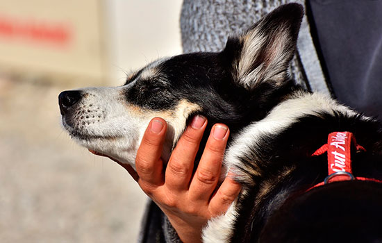 geriatricarea Terapia asistida con animales