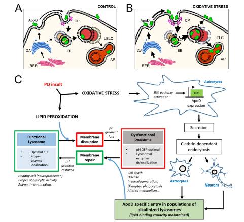 geriatricarea gen ApoD