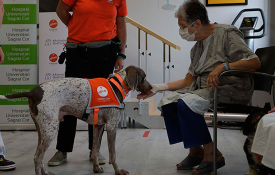 geriatricarea terapia asistida con perros