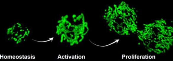 geriatricarea celulas madre musculares