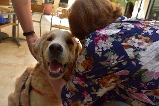 geriatricarea Actividades Asistidas con Perros ballesol