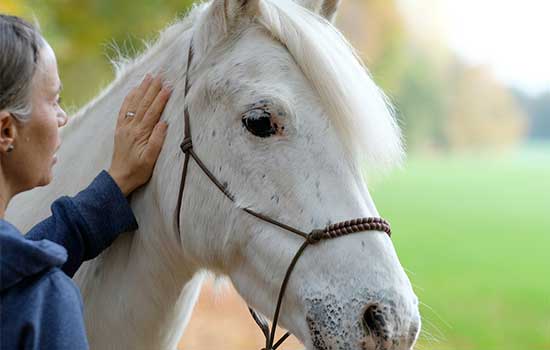 geriatricarea Terapia reminiscencia asistida caballos