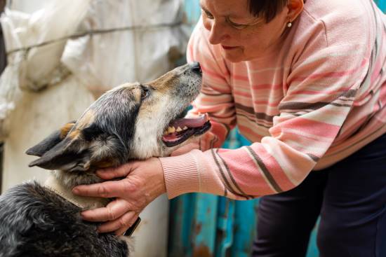 geriatricarea terapias asistidas con perros