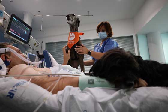 Geriatricarea perros de terapia