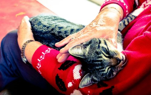 geriatricarea alzheimer