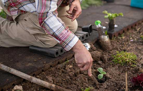 geriatricarea horticultura